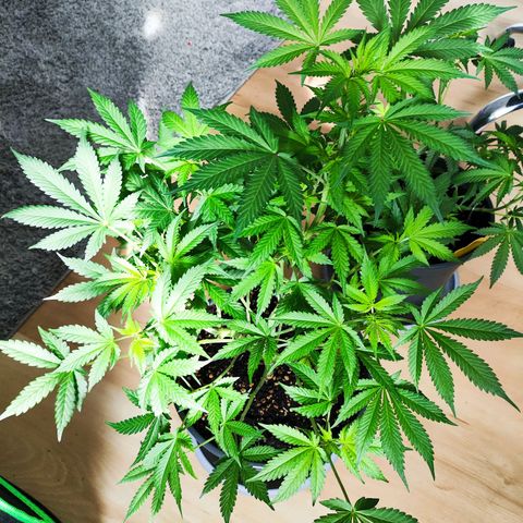 Purple Punch auto growlog timeline photo