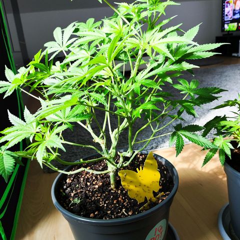 Purple Punch auto growlog timeline photo
