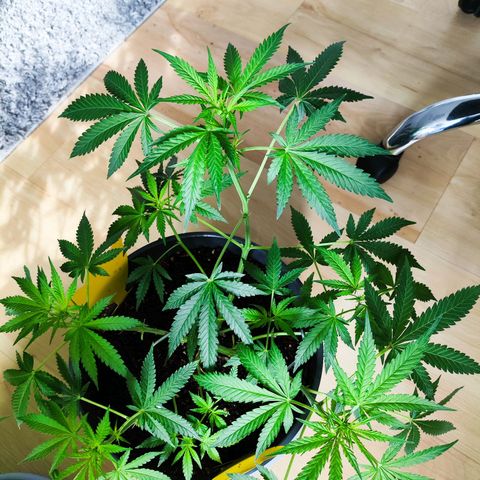 Jack Herer Automatic growlog timeline photo