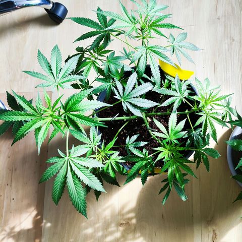 Jack Herer Automatic growlog timeline photo
