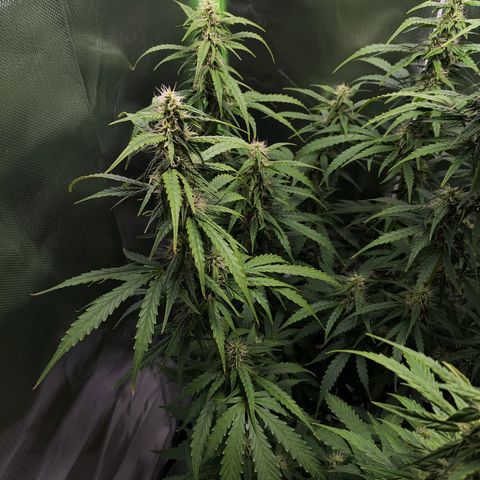 Purple Punch Auto growlog timeline photo