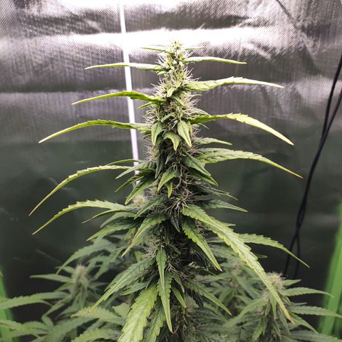 Purple Punch Auto growlog timeline photo