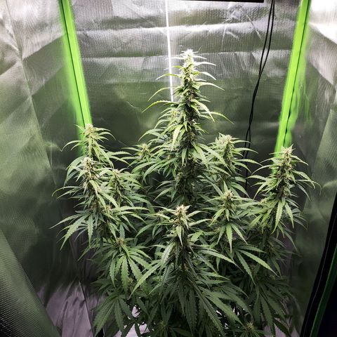 Purple Punch Auto growlog timeline photo