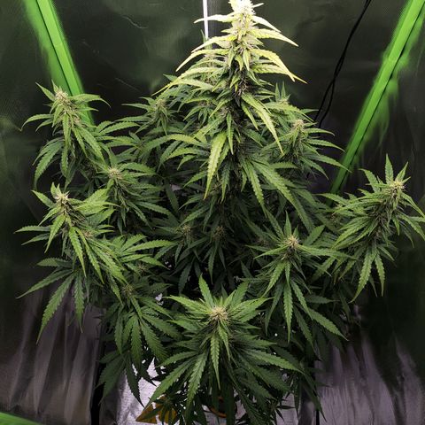Purple Punch Auto growlog timeline photo