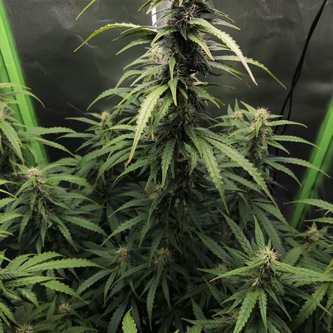 Purple Punch Auto growlog timeline photo