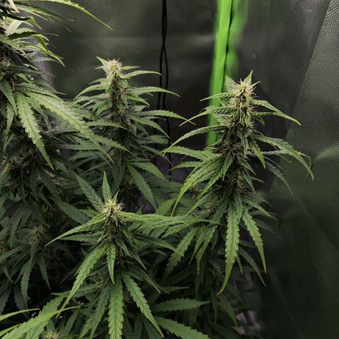Purple Punch Auto growlog timeline photo
