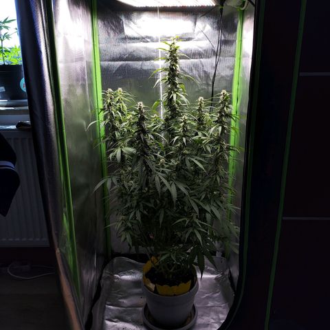 Purple Punch Auto growlog timeline photo