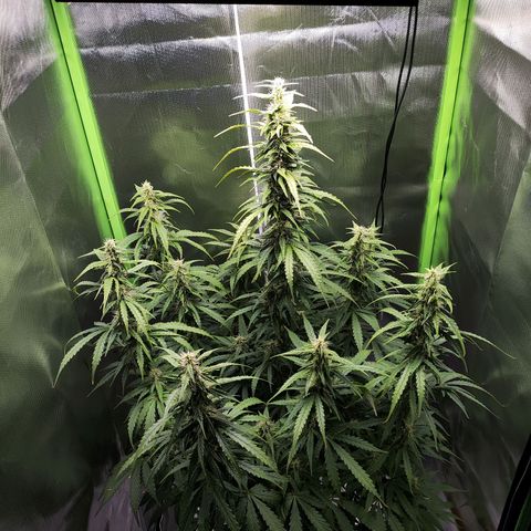 Purple Punch Auto growlog timeline photo