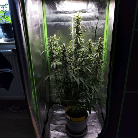 Purple Punch Auto growlog timeline photo