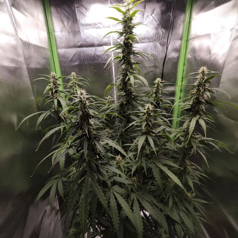 Purple Punch Auto growlog timeline photo