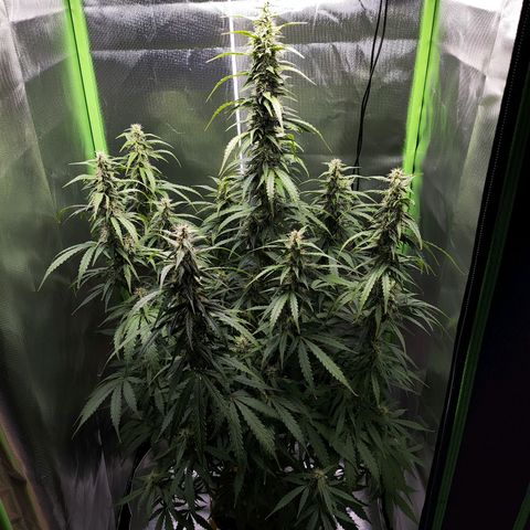 Purple Punch Auto growlog timeline photo