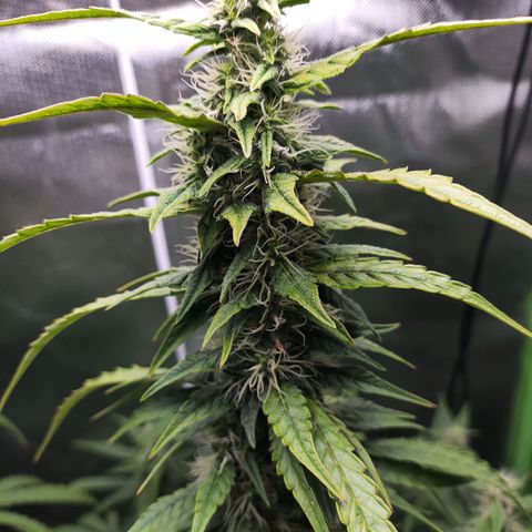 Purple Punch Auto growlog timeline photo