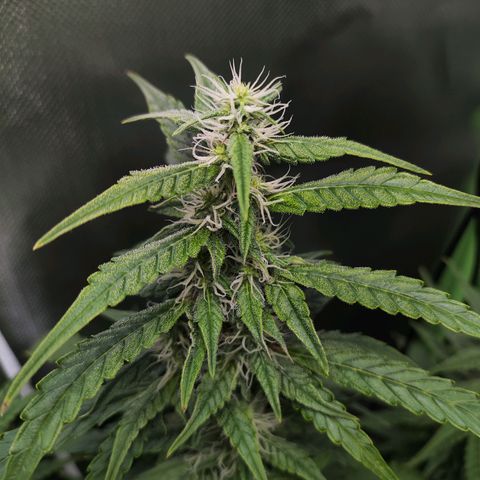 Purple Punch Auto growlog timeline photo