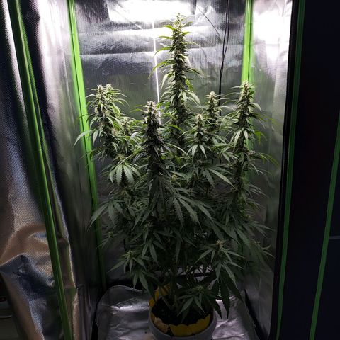 Purple Punch Auto growlog timeline photo