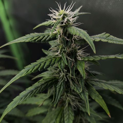 Purple Punch Auto growlog timeline photo