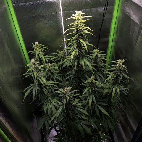 Purple Punch Auto growlog timeline photo