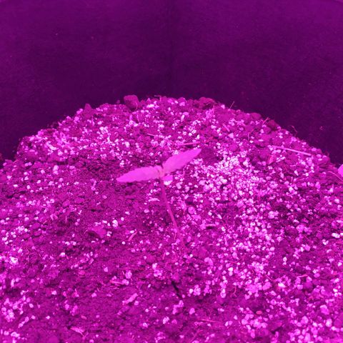 Ирмочка growlog photo: Начали расти ещё два листочка