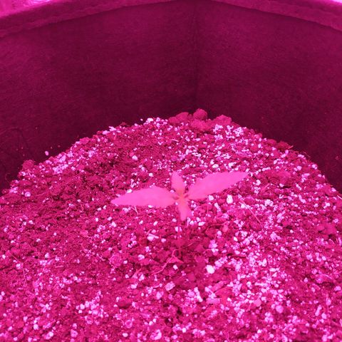 Ирмочка growlog timeline photo