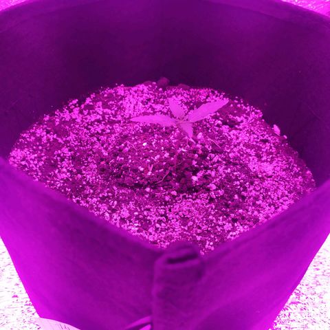 Ирмочка growlog photo: Полили в 2 дня.
Выросло ещё 4 листочка