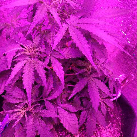 Ирмочка growlog timeline photo
