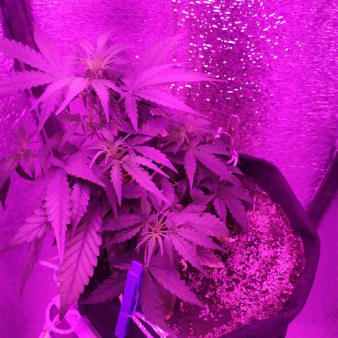 Ирмочка growlog timeline photo
