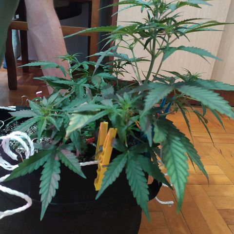 Ирмочка growlog photo: Залили удобрениями для 5 недели
3,5 х 2 х 3,5
Вымохала