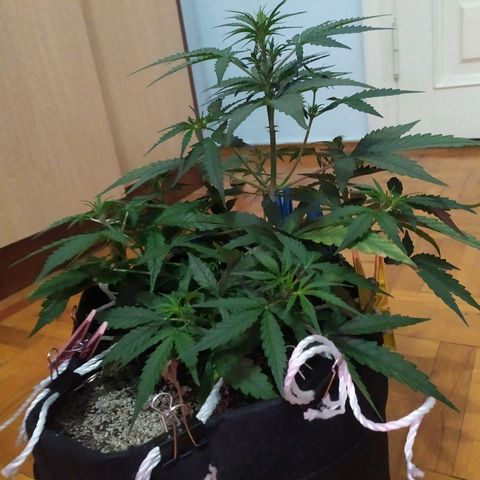 Ирмочка growlog photo: Залили удобрениями для 5 недели
3,5 х 2 х 3,5
Вымохала