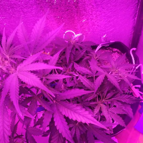Ирмочка growlog photo: Залили удобрениями для 5 недели
3,5 х 2 х 3,5
Вымохала
