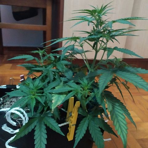 Ирмочка growlog photo: Залили удобрениями для 5 недели
3,5 х 2 х 3,5
Вымохала