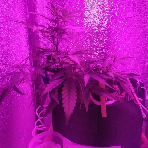 Ирмочка growlog photo: Залили удобрениями для 5 недели
3,5 х 2 х 3,5
Вымохала