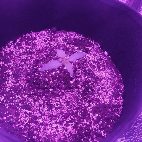 Ирмочка growlog photo: Перенесли растение на 27 см выше
25,4 градусов
60 влажность
