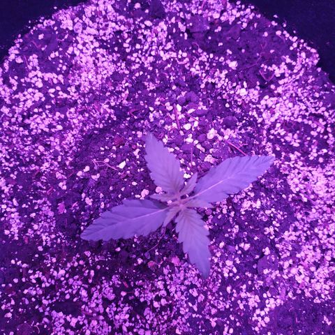 Ирмочка growlog photo: Перенесли растение на 27 см выше
25,4 градусов
60 влажность