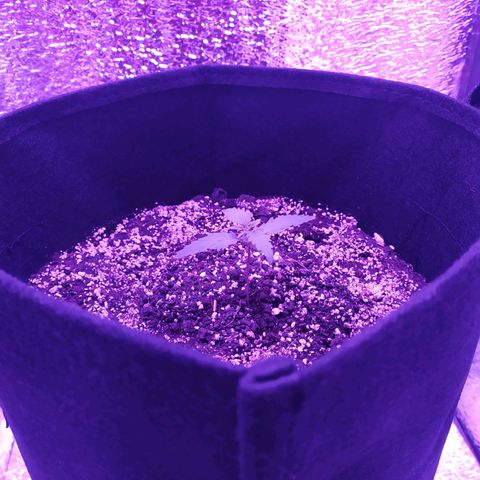 Ирмочка growlog photo: Перенесли растение на 27 см выше
25,4 градусов
60 влажность