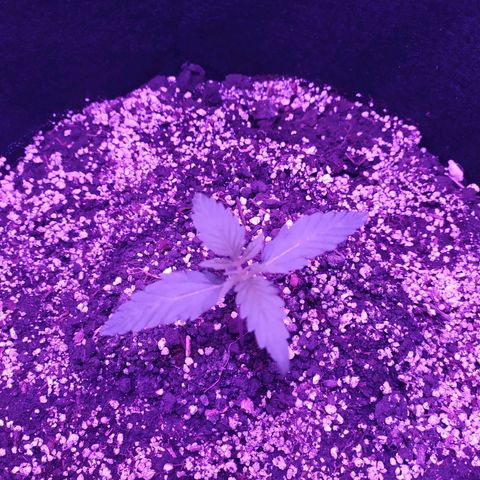 Ирмочка growlog photo: Перенесли растение на 27 см выше
25,4 градусов
60 влажность