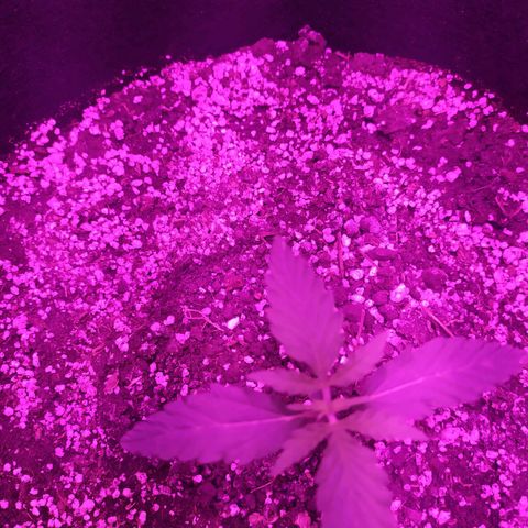 Ирмочка growlog photo: Полили 600 мл удобрениями
Начало тянуться наверх