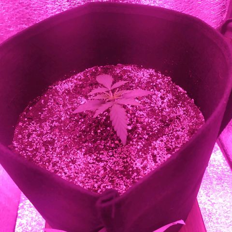Ирмочка growlog photo: Полили удобрениями