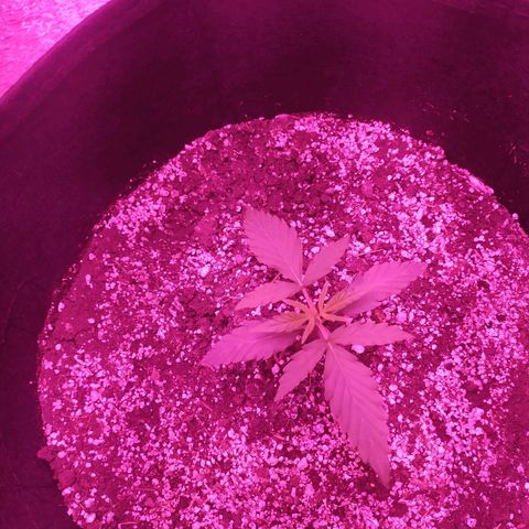 Ирмочка growlog photo: Полили удобрениями
