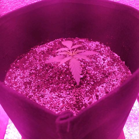 Ирмочка growlog photo: Полили удобрениями