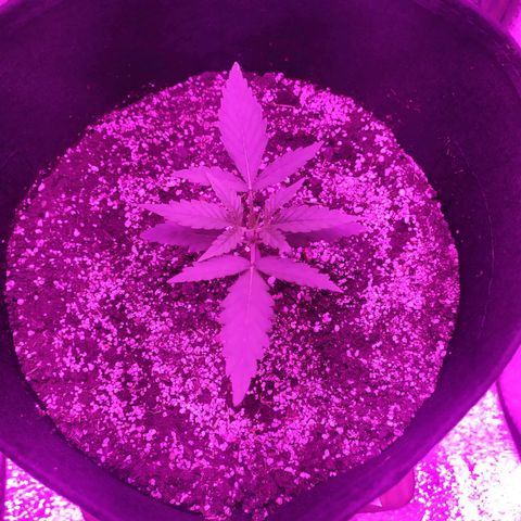 Ирмочка growlog timeline photo