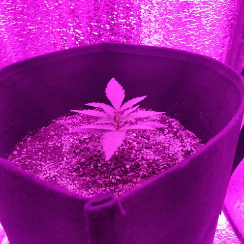 Ирмочка growlog timeline photo