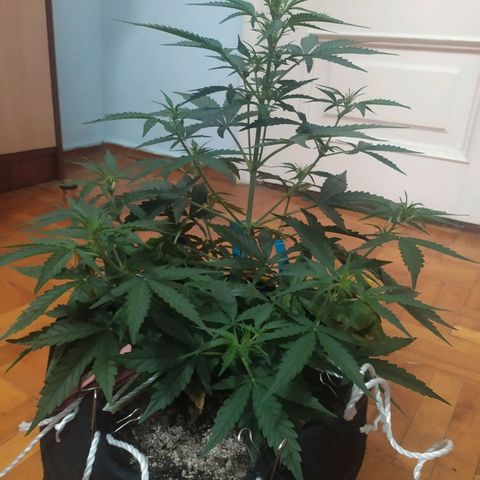 Ирмочка growlog timeline photo
