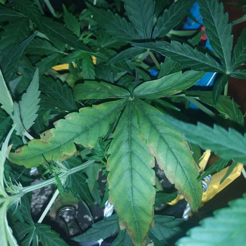 Ирмочка growlog timeline photo