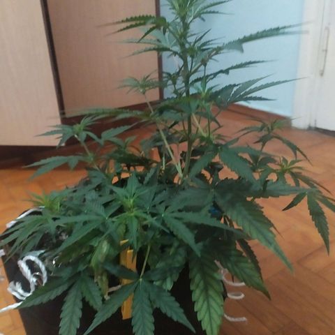 Ирмочка growlog timeline photo