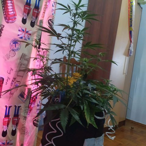 Ирмочка growlog timeline photo