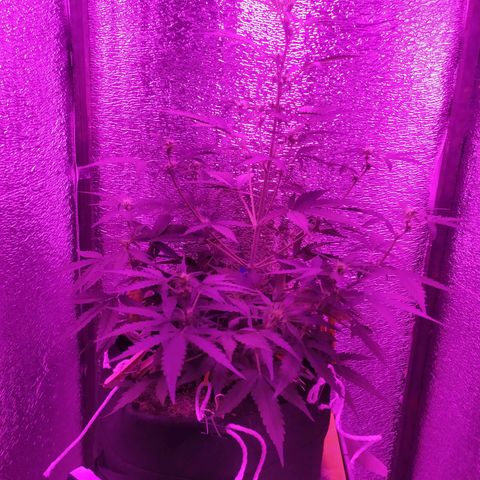 Ирмочка growlog timeline photo
