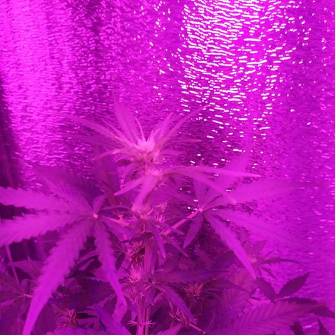 Ирмочка growlog timeline photo