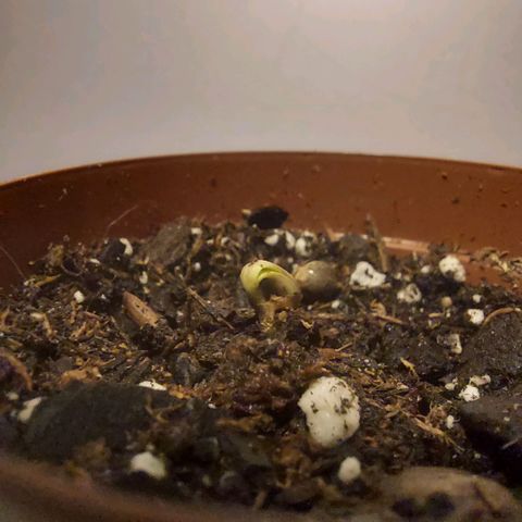 Green Goddess growlog photo