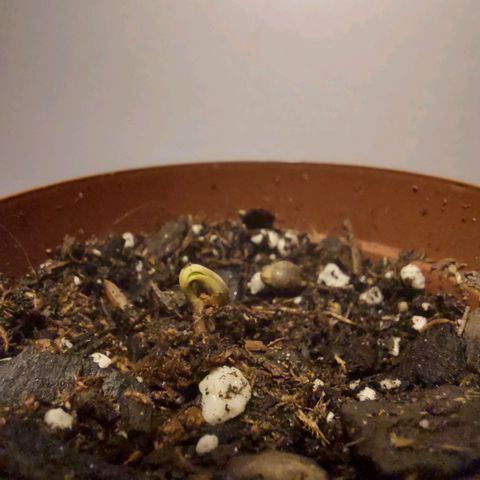 Green Goddess growlog photo
