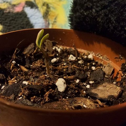 Green Goddess growlog photo