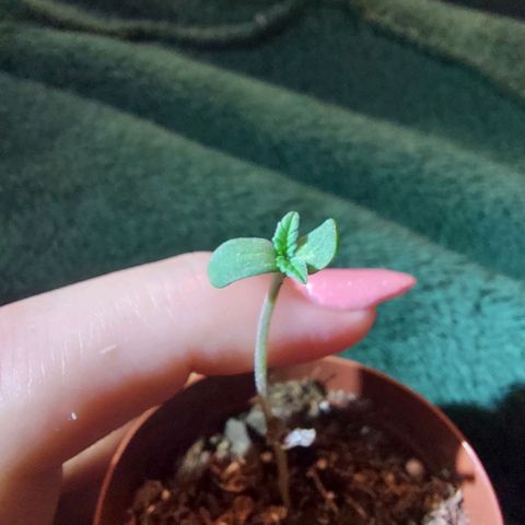 Green Goddess growlog photo: Have red grow light on for 12 hours. Mist soil twice a day. 